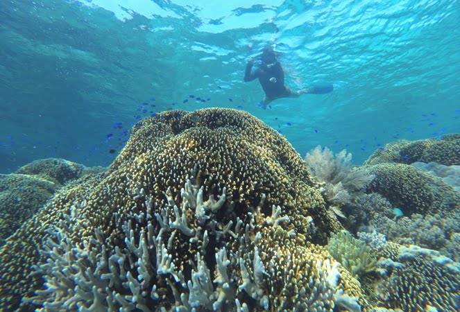Salah satu aktivitas yang ditawarkan oleh Taman Nasional Takabonerate adalah snorkeling. Cukup berenang di permukaan, wisatawan sudah dapat menikmati keindahan bawah laut Takabonerate. [Foto: Sriyanto]