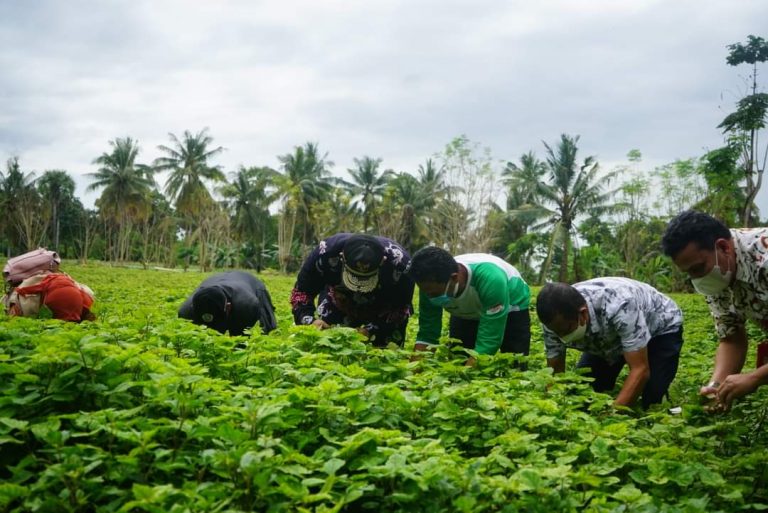 Bupati Bersama Rektor IAIN Bone Panen Nilam Binaan LPPM di Ulaweng