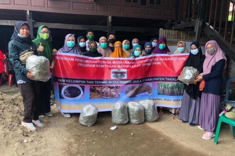 Tim PKM Fakultas Peternakan Unhas Beri Pelatihan Pembuatan Silase Dari Pucuk Tebu