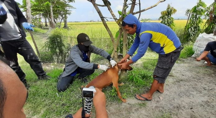 Gelar Vaksinasi Rabies, Disnakbun Pinrang: Agar Masyarakat Sadar Bahaya Penyakit Rabies