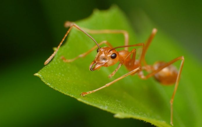 Kumpulan Fakta Unik Semut yang Belum Kalian Ketahui