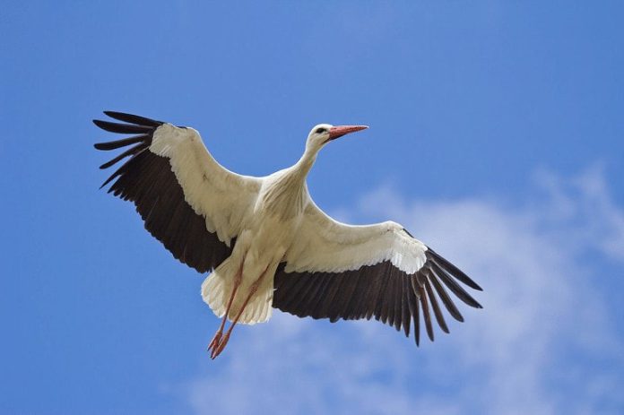 Fakta unik burung bangau