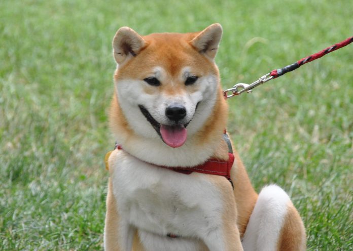 Shiba Inu