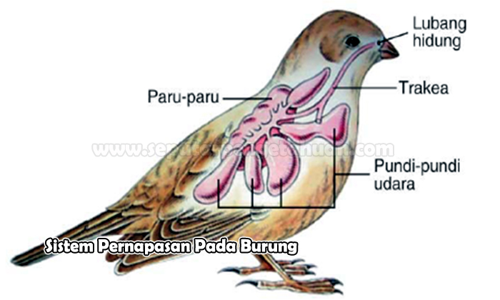 Sistem Pernapasan Pada Burung