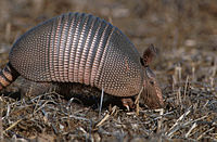 Armadillo - Hewan hobi tidur (Via: Wikipedia)