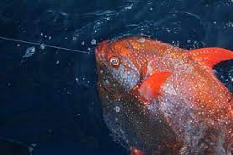 Mengenal Satu-satunya Ikan Berdarah Panas
