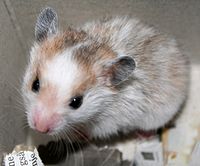 Hamster - Hewan hobi tidur (Via: Wikipedia)