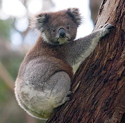 Koala - Hewan hobi tidur (Via: Wikipedia)