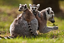 Lemur - Hewan hobi tidur (Via: Wikipedia)