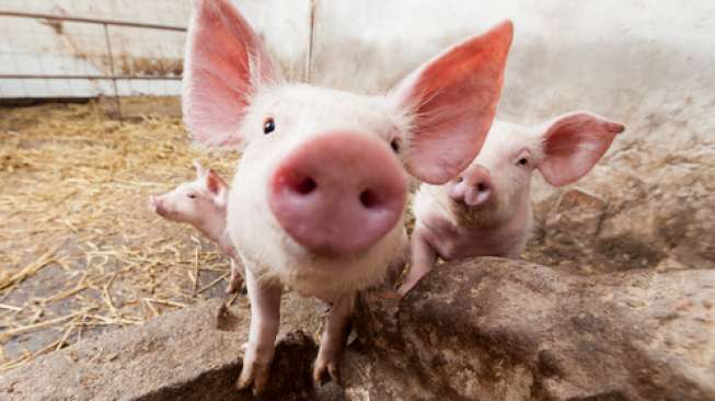 Tim dokter AS berhasil cangkokkan ginjal babi ke tubuh manusia