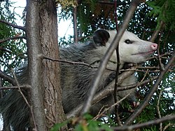 Opossum - Hewan hobi tidur (Via: Wikipedia)