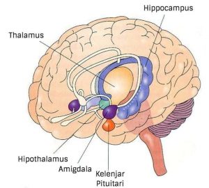 Mengapa Manusia Bermimpi Saat Tidur? Ini Proses Terjadinya Mimpi 2