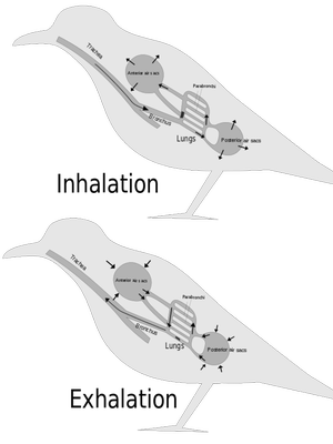 sistem pernafasan burung