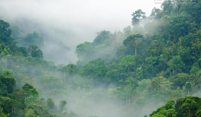 Hutan hujan tropis