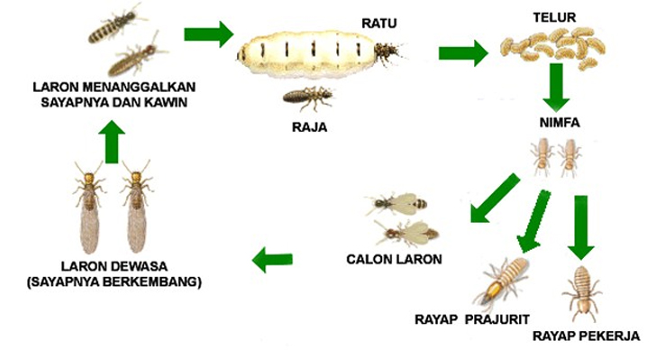 Kenapa Laron Melepas Sayapnya? Ini Faktanya