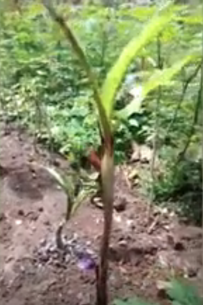 VIRAL : Pohon Pisang Berbuah di Tengah Batang