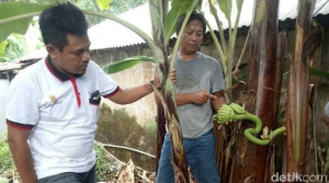 VIRAL : Pohon Pisang Berbuah di Tengah Batang