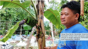 VIRAL : Pohon Pisang Berbuah di Tengah Batang