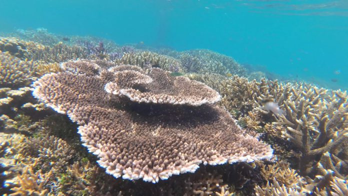 Terhipnotis Pesona Pulau Kapoposang