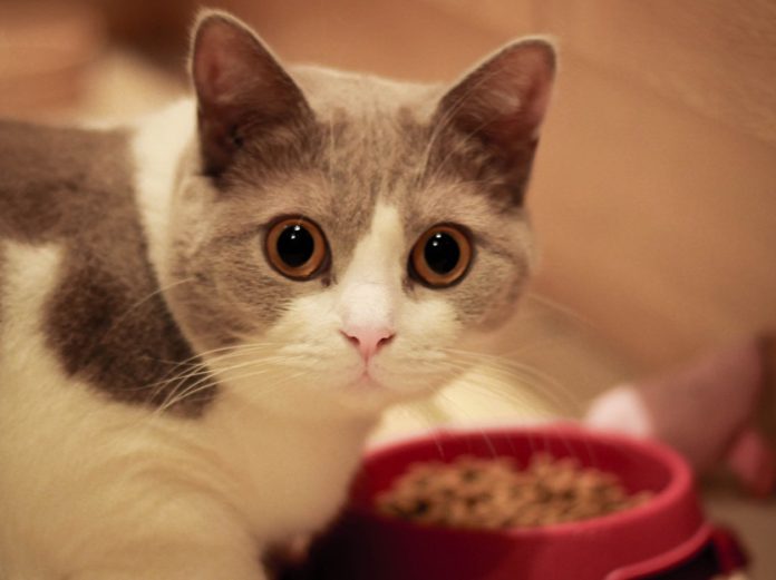 Makanan Pantangan untuk Kucing Peliharaanmu, Susu dan Keju termasuk