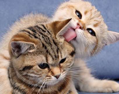 8 Alasan Kucing Suka Menjilati Bulu-bulunya