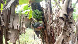 VIRAL : Pohon Pisang Berbuah di Tengah Batang