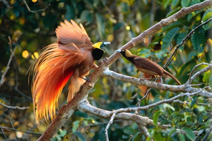 burung cenderawasih