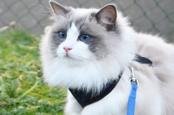 6 Ras Kucing Dengan Usia Terpanjang, Salah Satunya Bisa 20 Tahun
