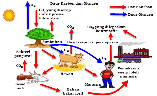 Daur Karbon - Penjelasan, Model, Proses, Karbon di dalam Ekosistem