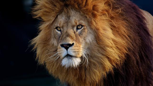 12 Fakta Unik Singa Yang Mungkin Belum Kamu Ketahui
