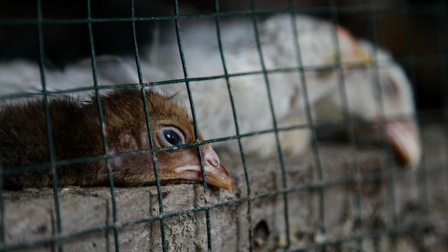 Flu Burung Kembali Merebak di Inggris, Kasus Meningkat