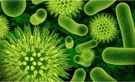 Jenis Bakteri Yang Menguntungkan Manusia Beserta Penjelasannya