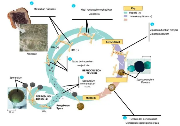 Jamur Rhizopus