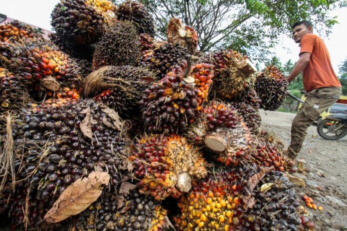 Kemendag Pastikan Harga CPO Naik Jadi USD 1. 314,7 Per MT