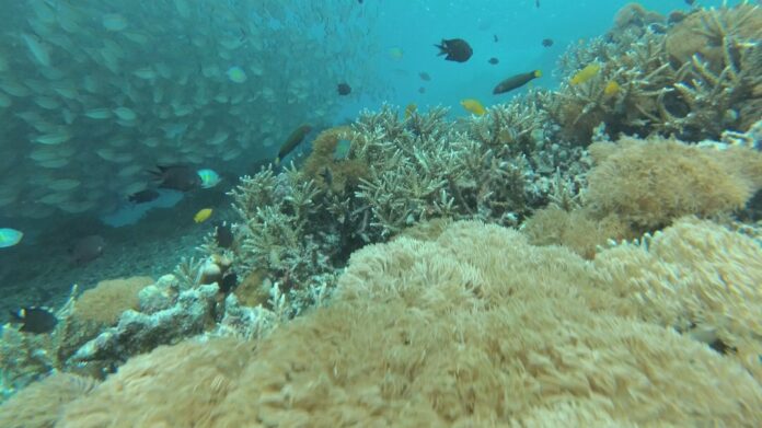 Keindahan bawah laut Raja Ampat, Papua Barat.