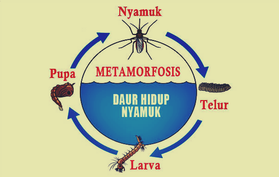 Urutan metamorfosis nyamuk