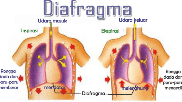 Pengertian Diafragma : Fungsi, Struktur, Cara Kerja dan Jenis-Jenis Diafragma