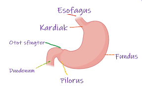 Struktur Lambung Manusia