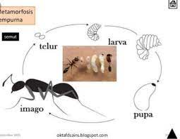 Metamorfosis Semut : Gambar, Proses, Siklus, Tahapan, & Penjelasannya