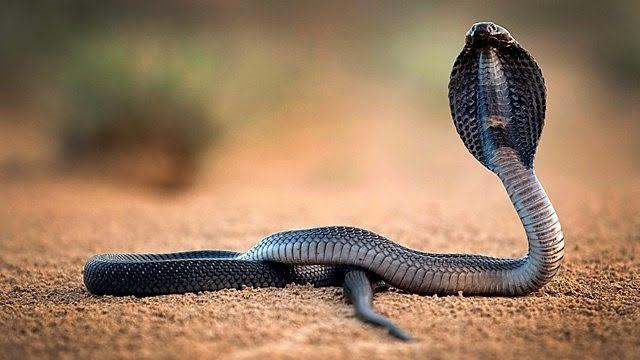 tudung ular kobra