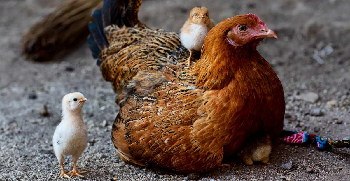 50 Contoh Gambar Hewan Ayam Terbaru
