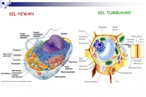 Perbedaan Sel Hewan dan Sel Tumbuhan