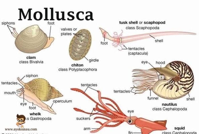 Pengertian Mollusca : Ciri, Struktur, dan Klasifikasi Mollusca