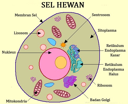 SEL HEWAN