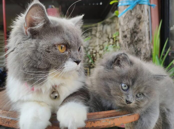 Mengapa Kucing Memindahkan Anak-anaknya 7 Kali?