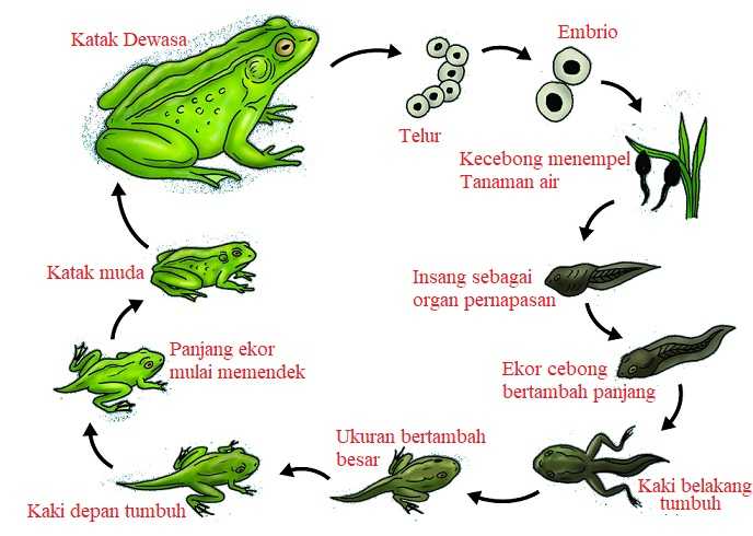 Daur Hidup Katak