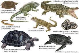 Pengertian Reptil : Ciri, Klasifikasi, Contoh, dan Gambar Reptil