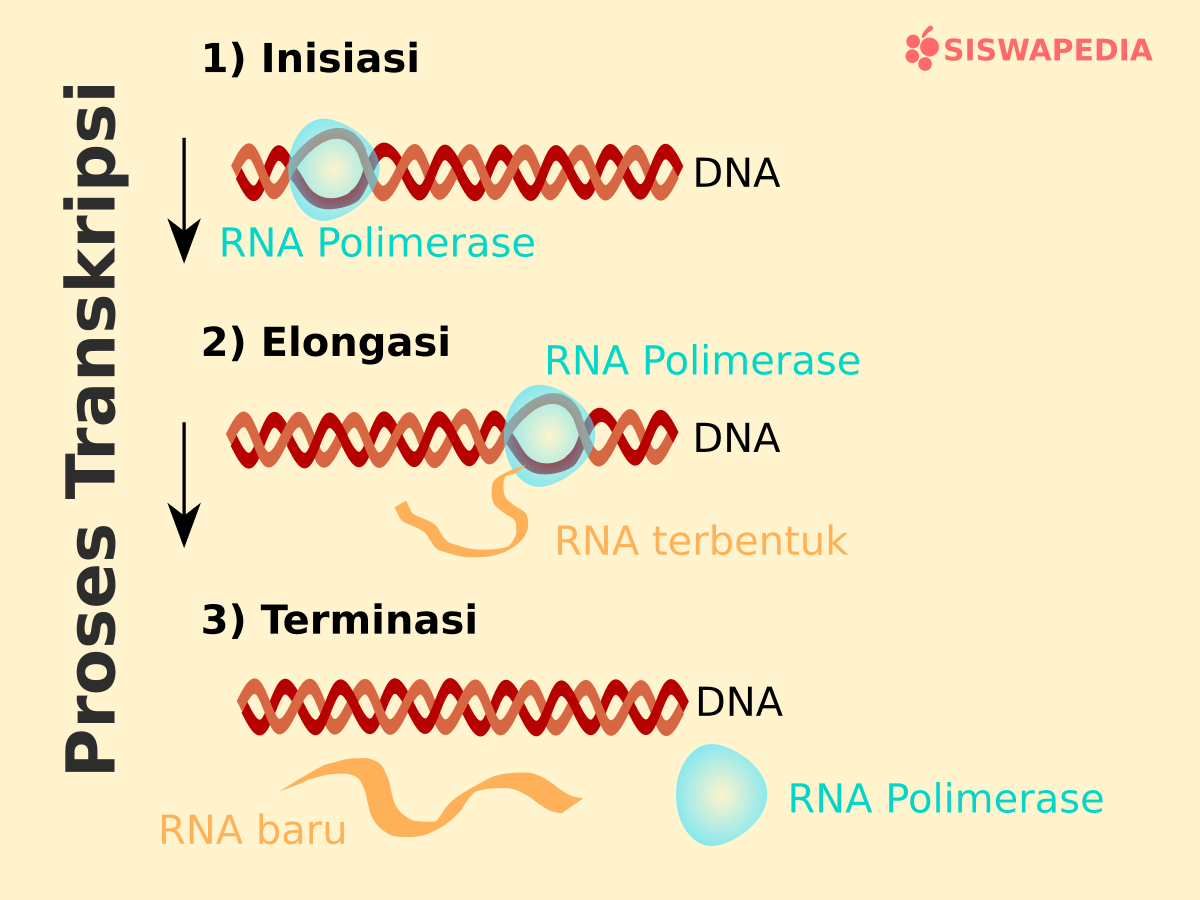 Sintesis Protein