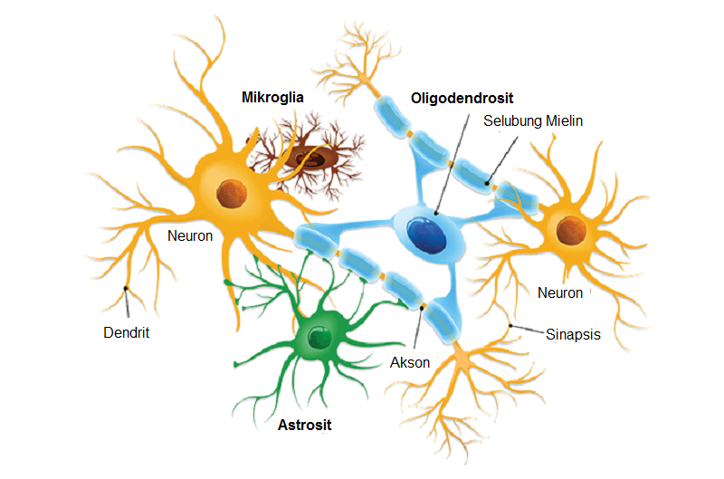 Struktur Sel Neuroglia