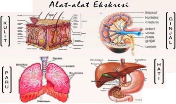 Pengertian Sistem Eksresi Pada Manusia Berikut Gambar dan Fungsinya